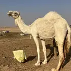 خلفه معها قعود هديه