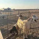 عنز للبيع مطفل تحتها خروف رباع شرط الروم ديد سن