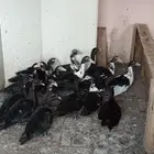 بح مصري مسكوفي