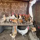 دجاج وديوك فيومي المنيوم ودجاج بلدي