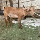 تيوس ماشاء الله مقفله شحم ولحم