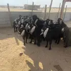 معزاء عوارض للبيع