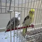 عصافير كروان