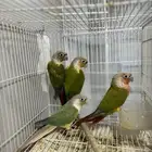 اجواز كنيور