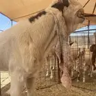 للبيع تيس هولندي تام