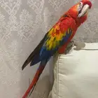 للبيع مكاو سكارليت