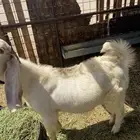 تيوس للبيع