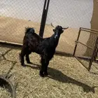تيس ادغس اقشع اصمع كفو