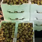 روثانة المدينه
