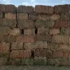 اعلاف الخير برسيم صافي 19 شمال جدة عسفان