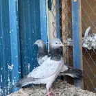 باكستاني