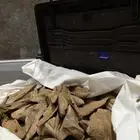 عود طبيعي موروكي اصقون دبل وتريبل الاحمر القديم