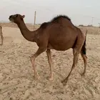 قعود مفرود على البرسيم وحليب امه شرط (تم البيع )