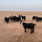 اغنام