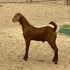 مشروع فحل أدهم فاخر)تم البيع)