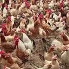 بيض مخصب ومائده دجاج بلدي