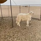 خروف صنف