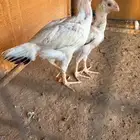 فروخ فارسي