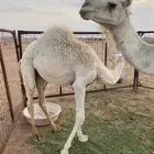 قعود للبيع