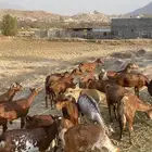 غنم دهم مراح واحد