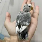 فرخ روز لأهل التمييز
