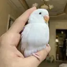 ببغاء روز اليف