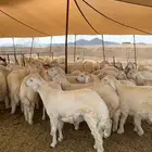 حري ذبائح مناسبات ذبايح ثلاجه يوجد صلخ وتوصيل