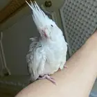 جوز كوكتيل هولنديات اليفات