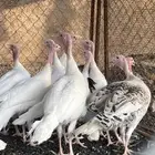 رومي