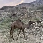 قعود لباني للبيع