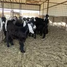 جفرات