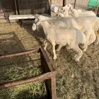 طليان سمان فل شحم العدد9روس