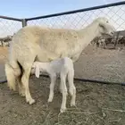 نعجه حرشاء من حرش شهران