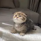 قطه سكوتش فولد بيور للبيع