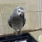 بغبغاء كاسكو افريقي