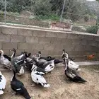 بط بلدي