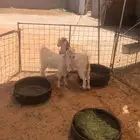 تيسين مغلقات 4-5 شهور