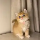 قطط سكوتش فولد للبيع