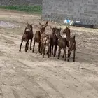 ذبايح تيوس وخرفان مع الذبح والتوصيل