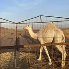 للبيع قعود