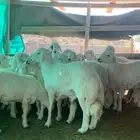 طليان جبر ووسط وهرفي مع السلخ ولتوصيل