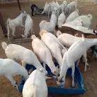 تيوس مناسبات و ملاحم