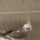 طير كروان ذكر للبيع