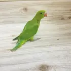 فرخ دره هندي نهاية غر