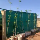 شتلات منقه للبيع