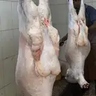 ذبايح حري طليان حرية رخال حرية جدة طريق بريمان