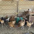 دجاج للبيع الموقع الوجه