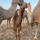 قعود على الهدب