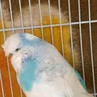 ذكر بادجي انقليزي