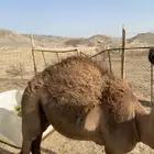 قعدان للبيع